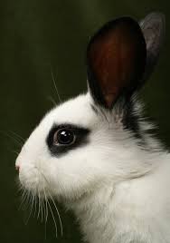 Rabbit Image 2